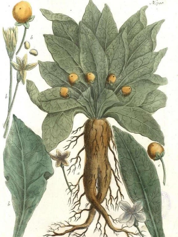 Ilustracja mandragory lekarskiej (Mandragora officinarum): duże zielone liście, żółte, okrągłe owoce i korzeń o ludzkim kształcie.