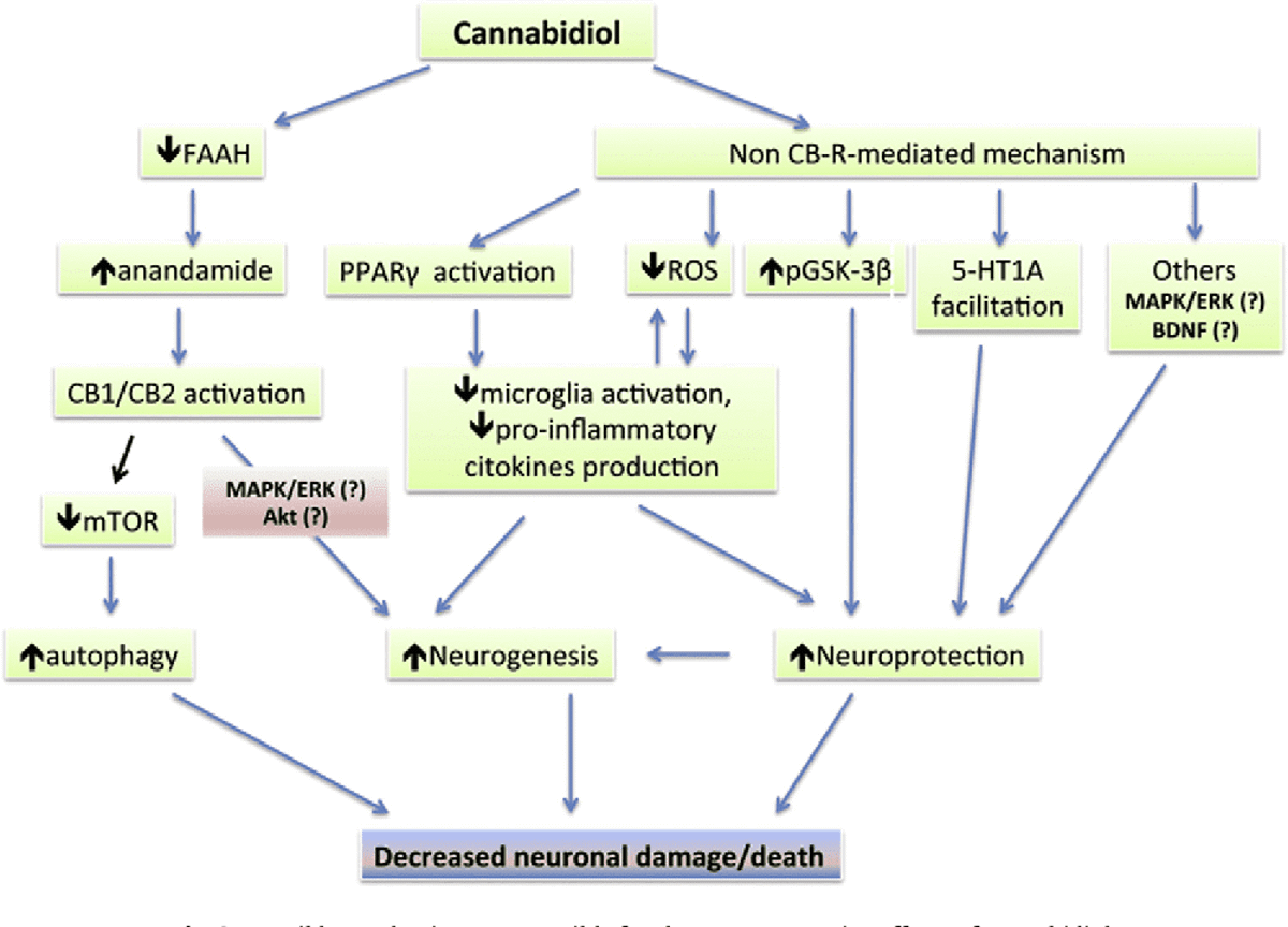 Z artykułu A. Campos i wsp.: Cannabidiol, neuroprotection and neuropsychiatric disorders