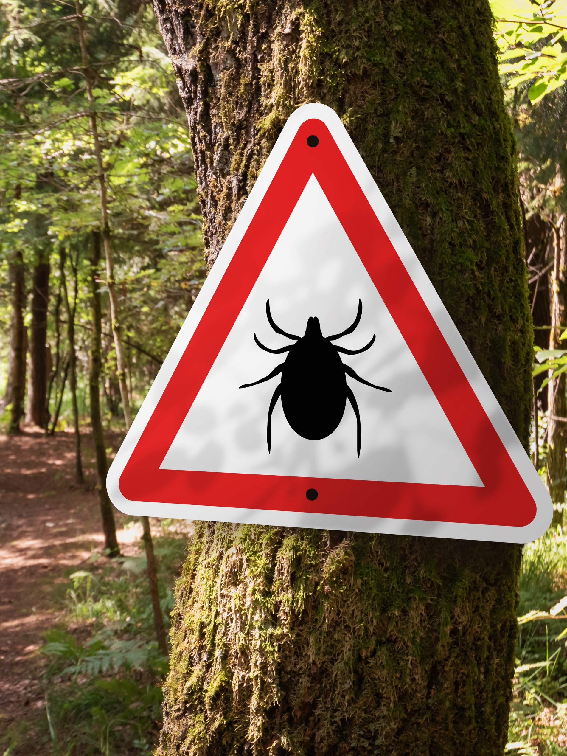 Czerwono-biały znak ostrzegawczy z kleszczem, informujący o zagrożeniu boreliozą.- kleszcze w lesie, zagrożenie boreliozą.