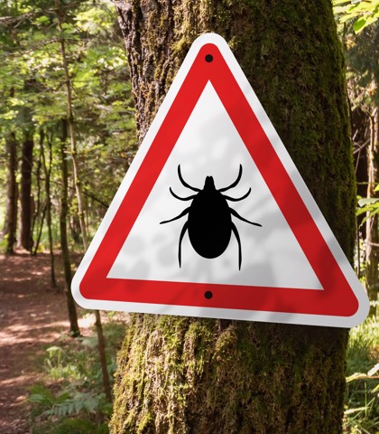 kleszcze - ostrzeżenie w lesie, zagrożenie boreliozą