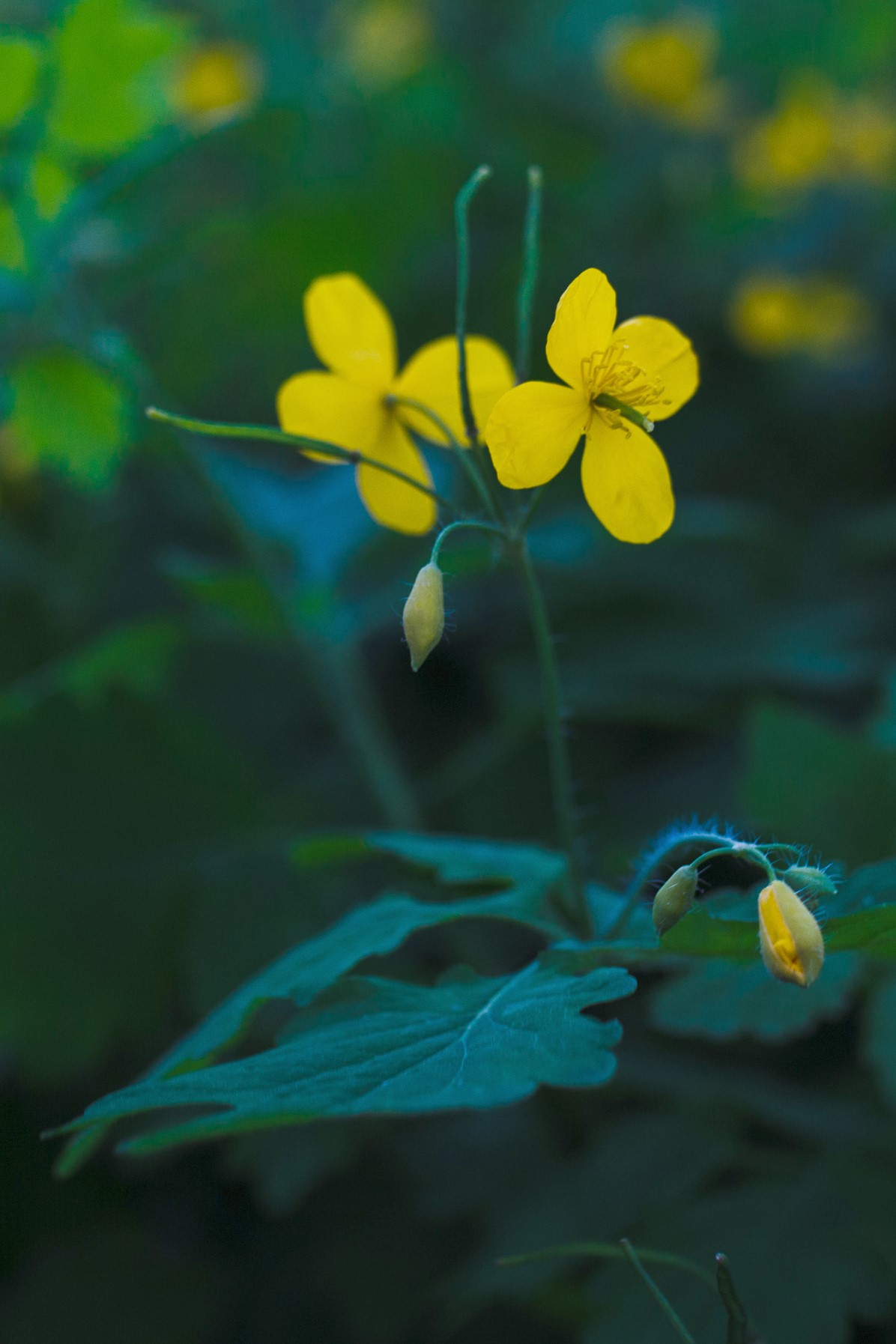 Żółte kwiaty glistnika jaskółcze ziele (Chelidonium majus).