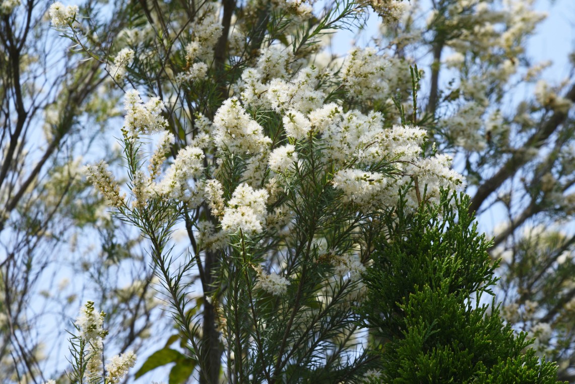 Tak wygląda kwitnące drzewo herbaciane (Melaleuca alternifolia)