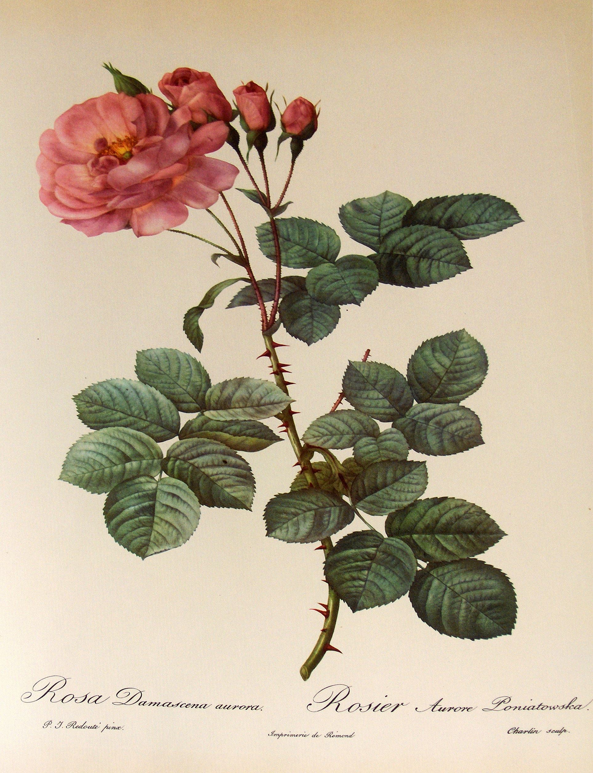Akwarela "Rosa damascena Aurora", Pierre-Joseph Redouté (1759-1840)