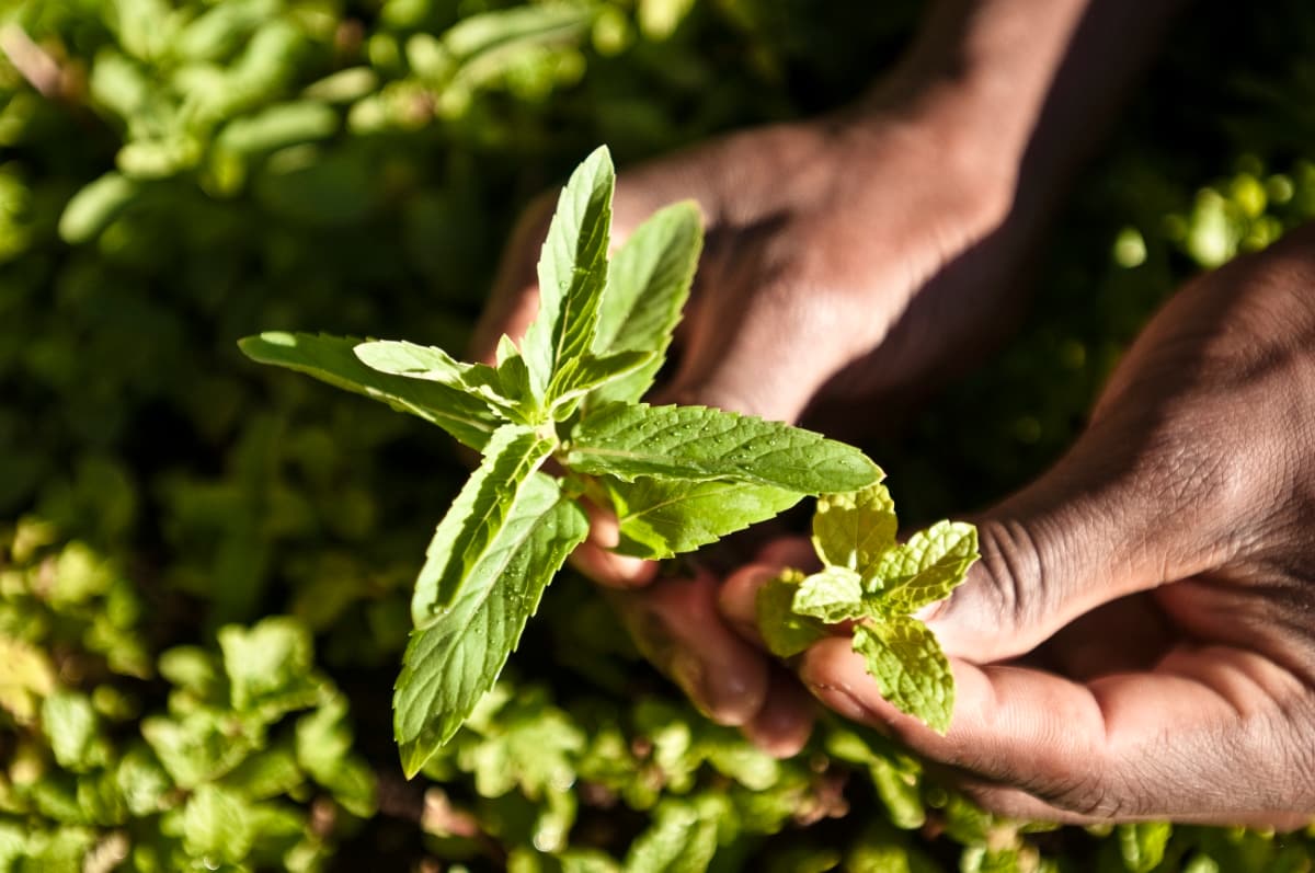 Listki stewii - Stevia rebaudiana