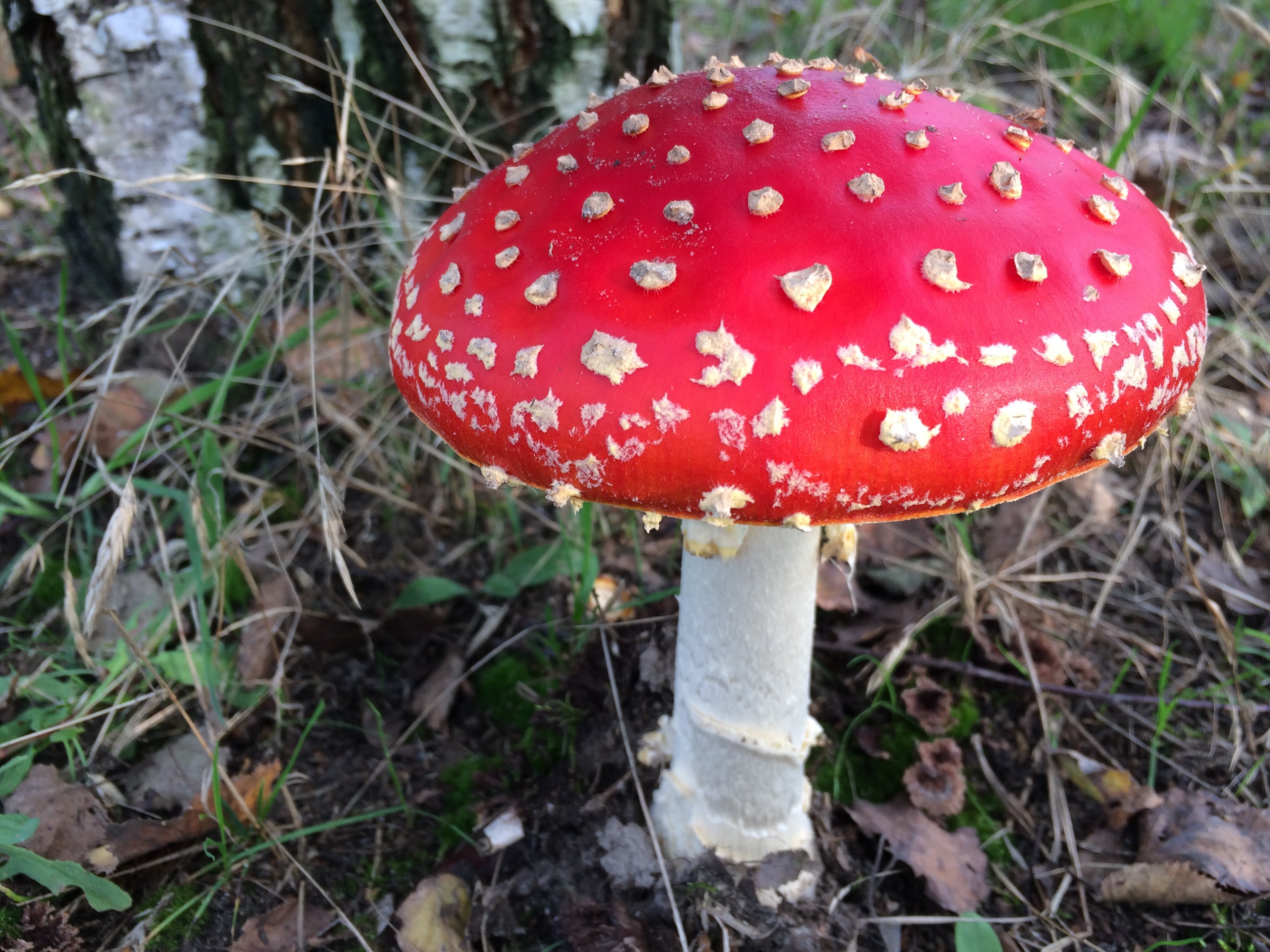 amanita muscaria muchomor w lesie