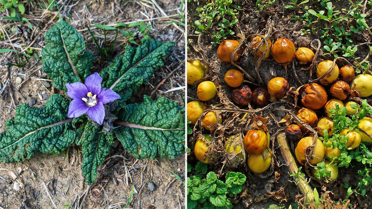 Mandragora (Mandragora officinarum) - kwiat, liście i owoce