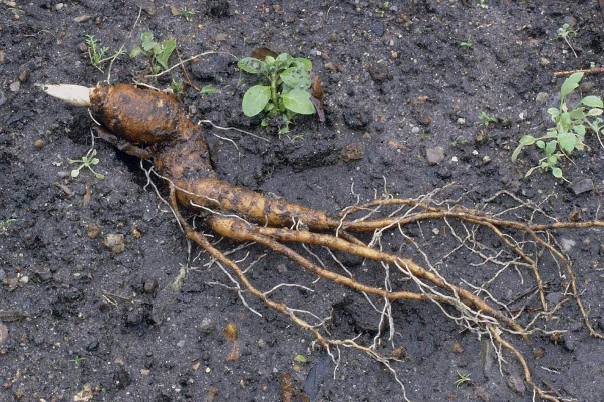 Korzeń mandragory, źródło: https://gardenerspath.com/plants/flowers/grow-mandrake/