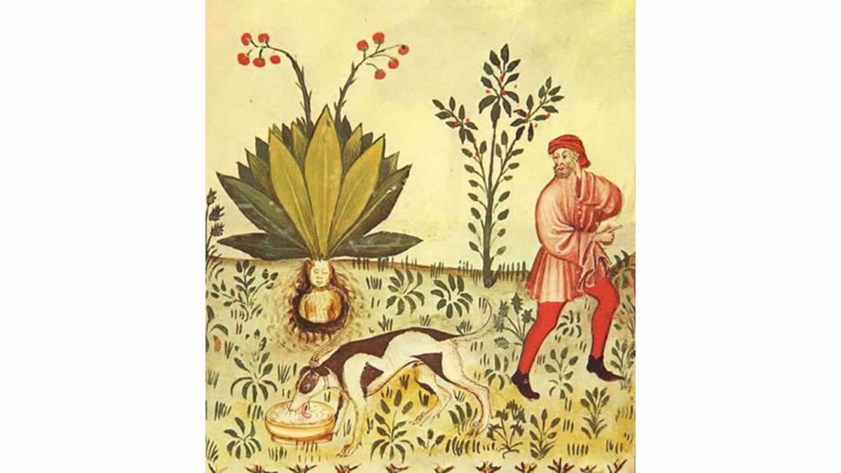 Pozyskiwanie mandragory, źródło: https://www.fs.usda.gov/wildflowers/ethnobotany/Mind_and_Spirit/mandrake.shtml