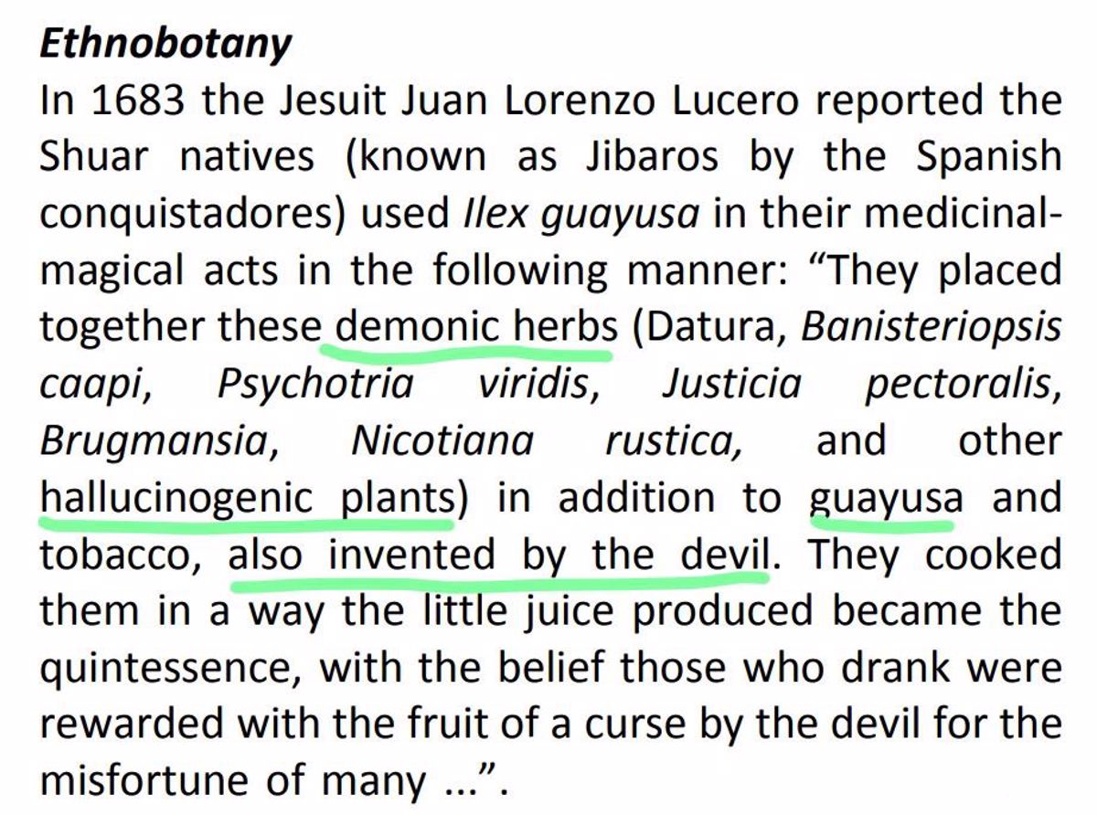 Z artykułu L. G. Sequeda: Ilex guayusa Loes (Aquifoliaceae): Amazon and Andean Native plant. 