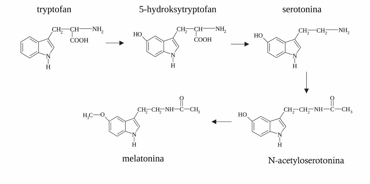 Od tryptofanu do serotoniny. Źródło: https://biologhelp.pl/zadania-maturalne-chemia/matura-maj-2020-poziom-rozszerzony-nowy/zadanie-31