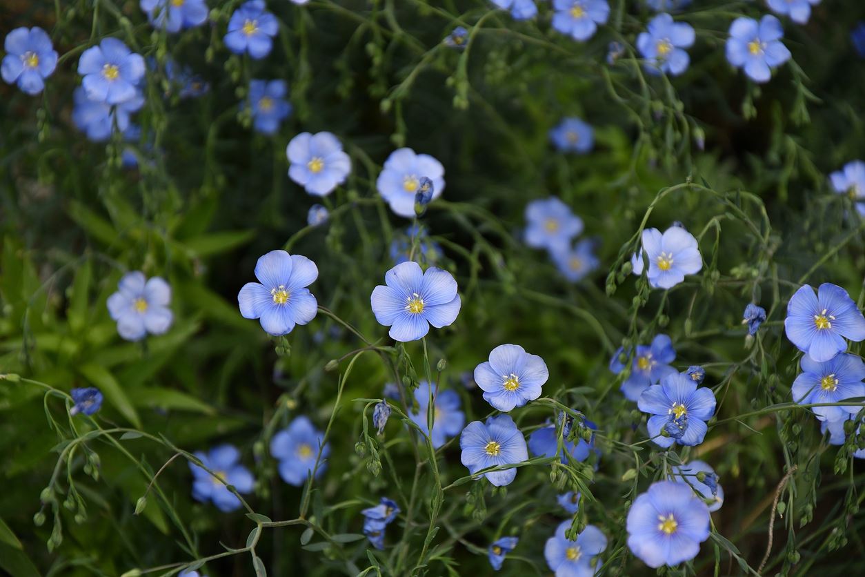 Ziele lnu z delikatnymi, niebieskimi kwiatami.