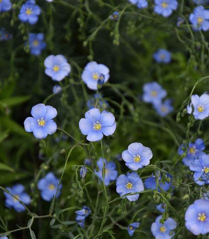Ziele lnu z delikatnymi, niebieskimi kwiatami.