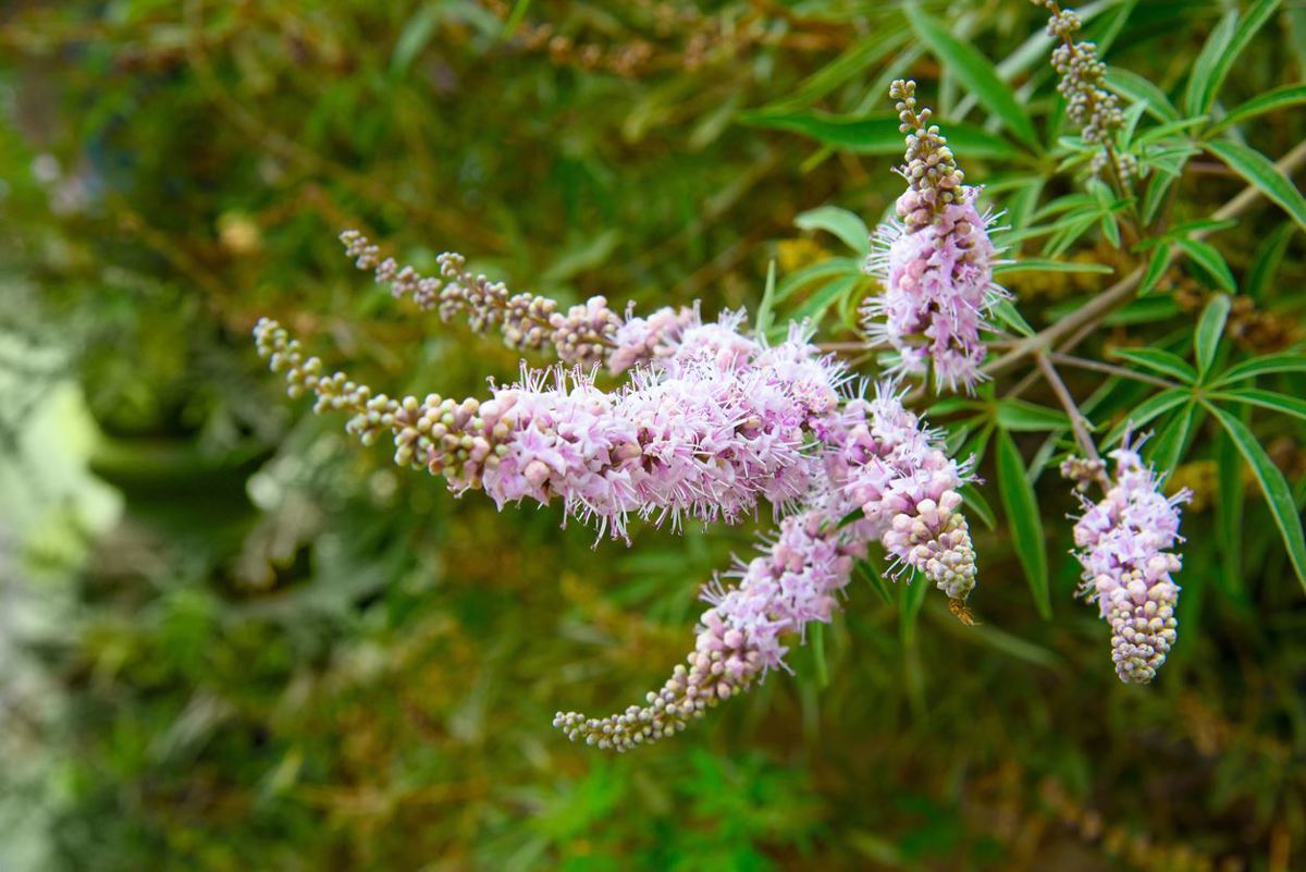 Niepokalanek (Vitex agnus-castus)