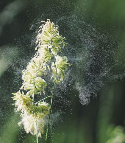 Kłos traw otoczony unoszącym się w powietrzu pyłkiem w sezonie alergii.