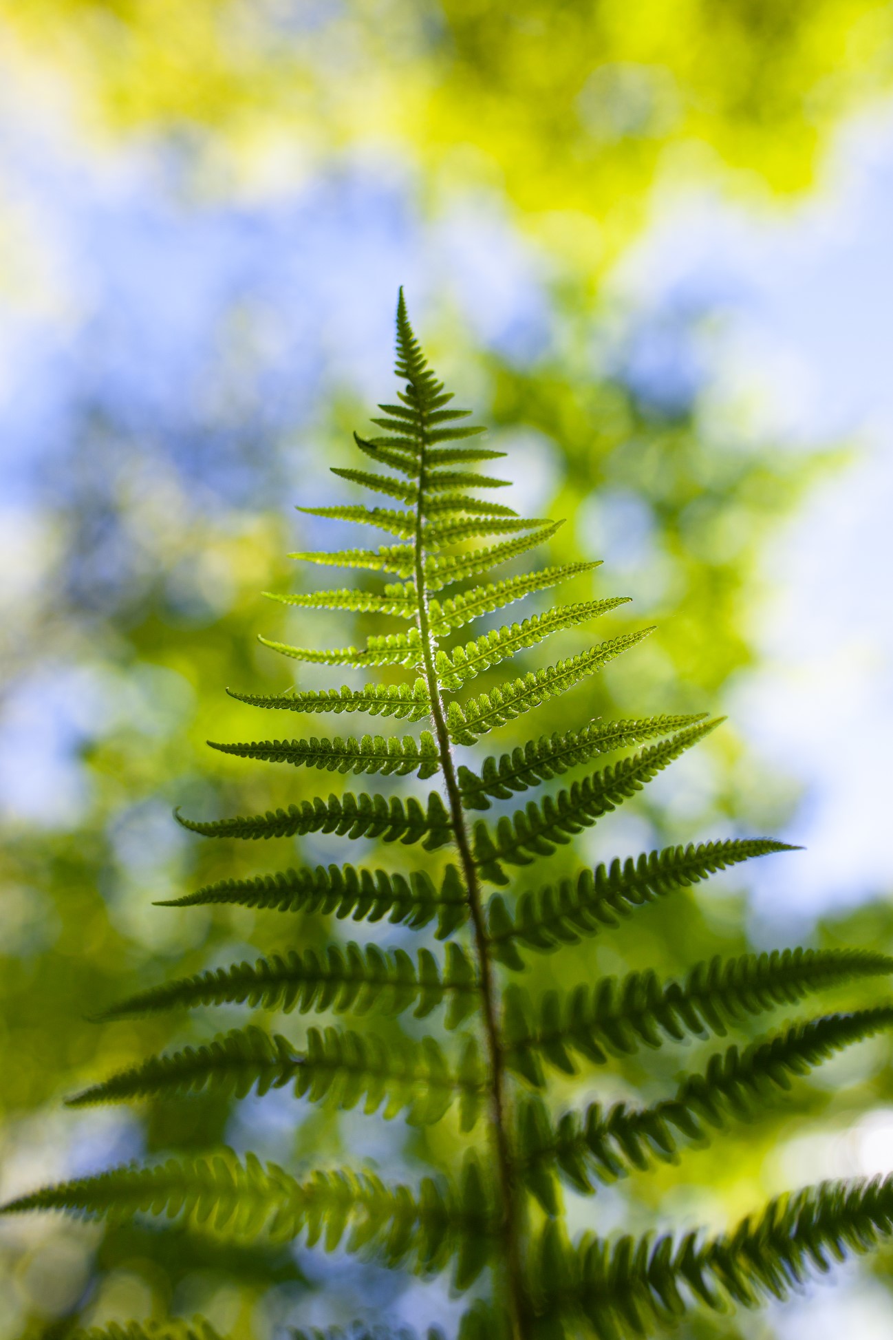 Liść paproci na tle nieba.
