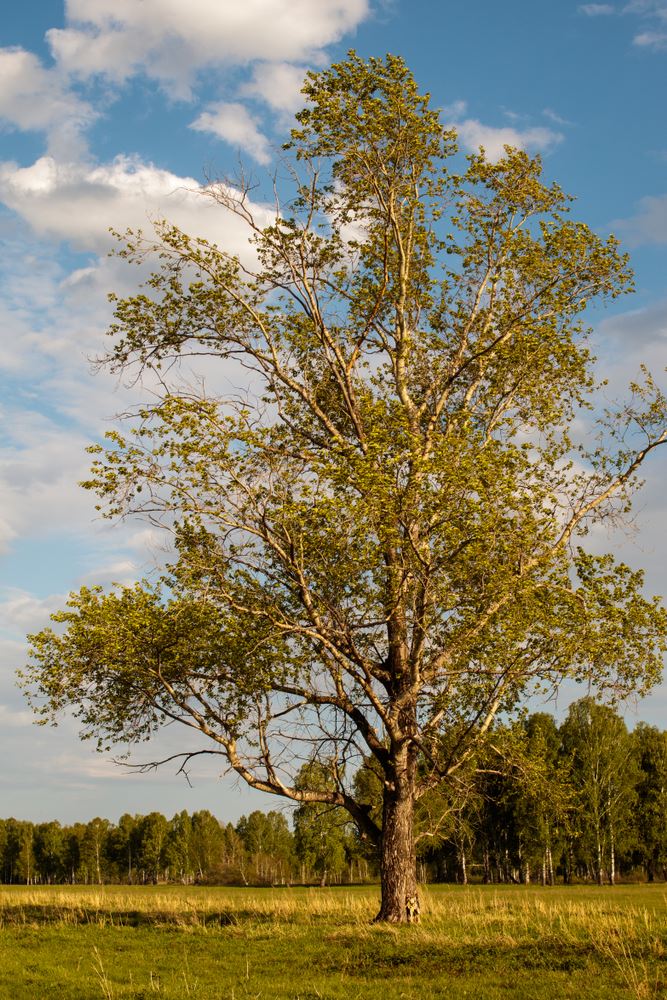 Topola czarna rosnąca na polu oświetlana przez popołudniowe słońce.