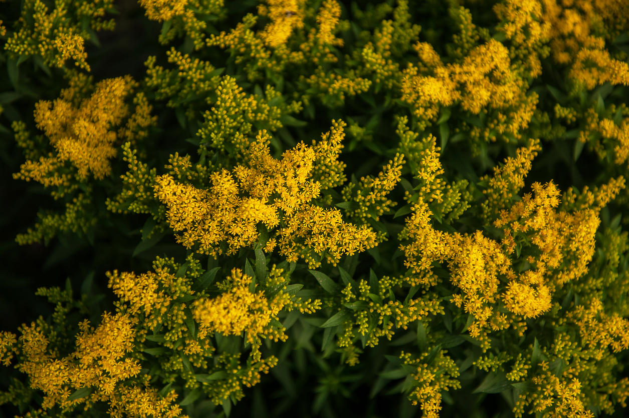 Solidago gigantea - nawłoć późna