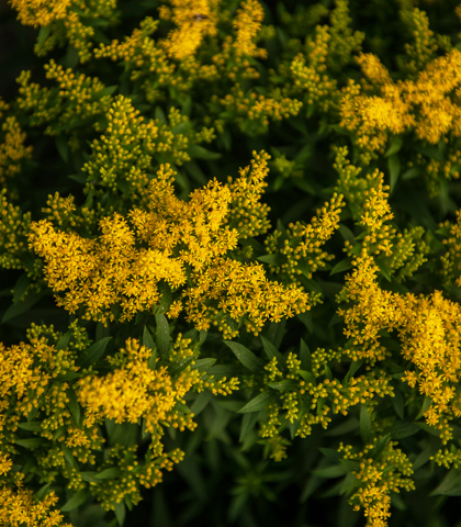 solidago gigantea - nawłoć późna, kwiaty