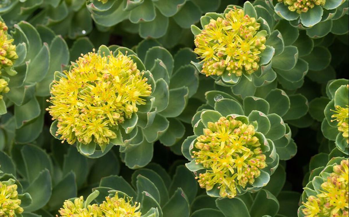 Rhodiola w rozkwicie