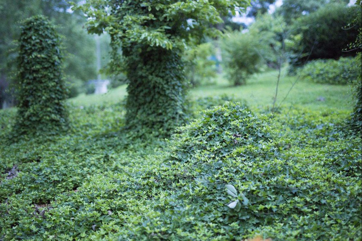 Pnącze kudzu potrafi pokryć wszystko, co znajdzie na swojej drodze w przeciągu kilku dni.