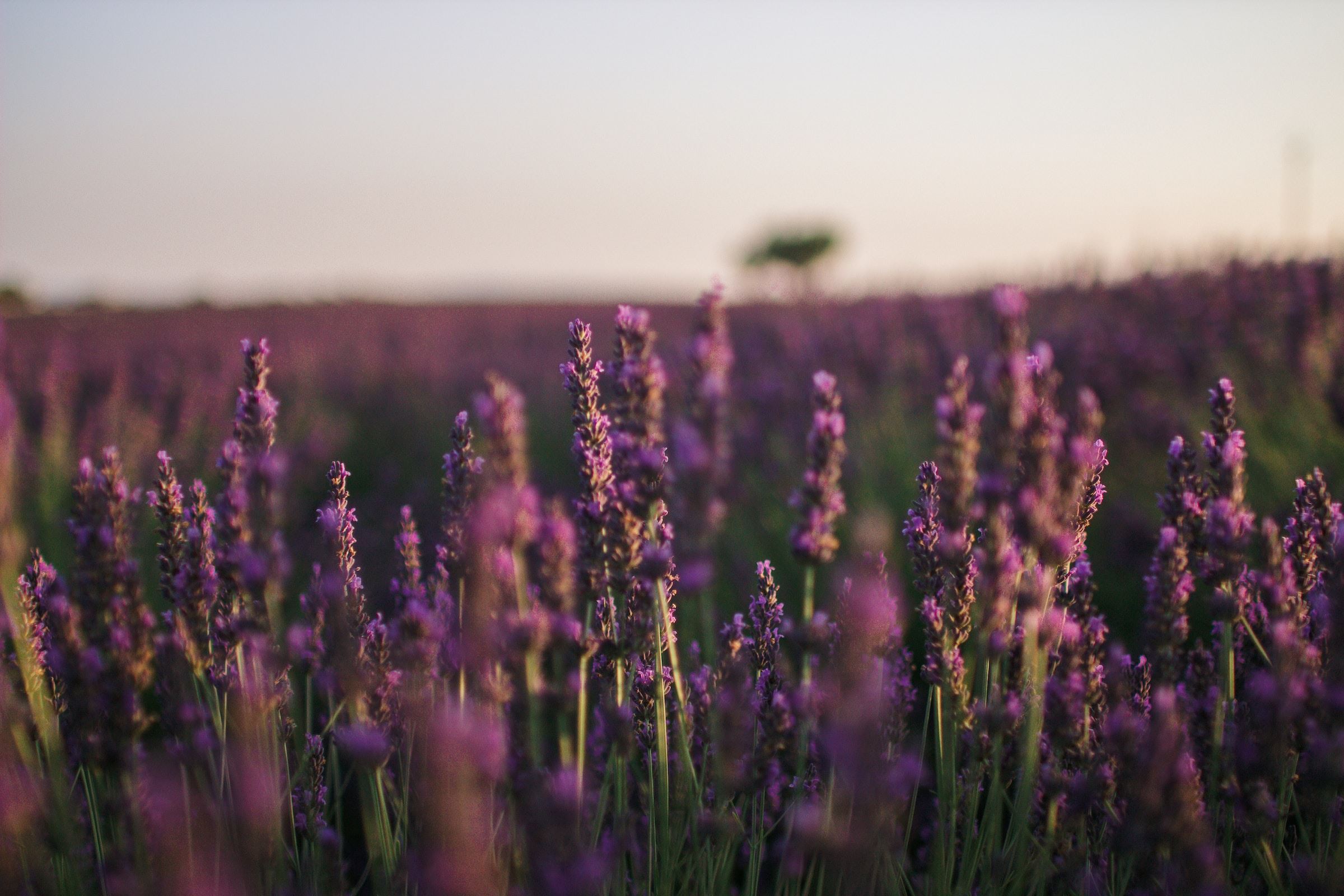 Zbliżenie na pole lawendy (Lavandula angustifolia) oświetlane przez zachodzące słońce.