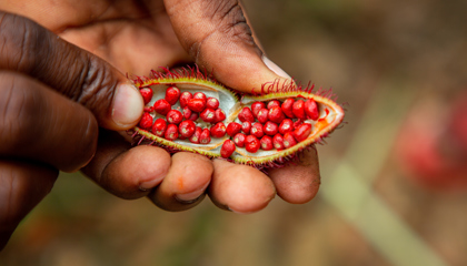 nasiona annatto w otwartej łupinie trzymane w dłoniach