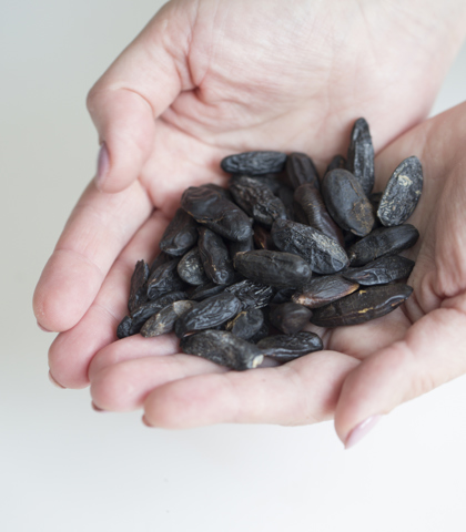 pomarszczone, czarne nasiona fasoli tonka w dłoniach