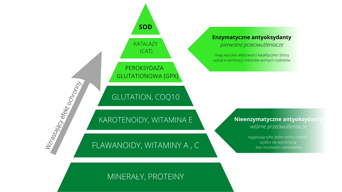 Nieenzymatyczne mechanizmy antyoksydacyjne. Źródło: https://labs212.pl/wp-content/uploads/2022/06/Nieenzymatyczne-mechanizmy-antyoksydacyjne-1.png