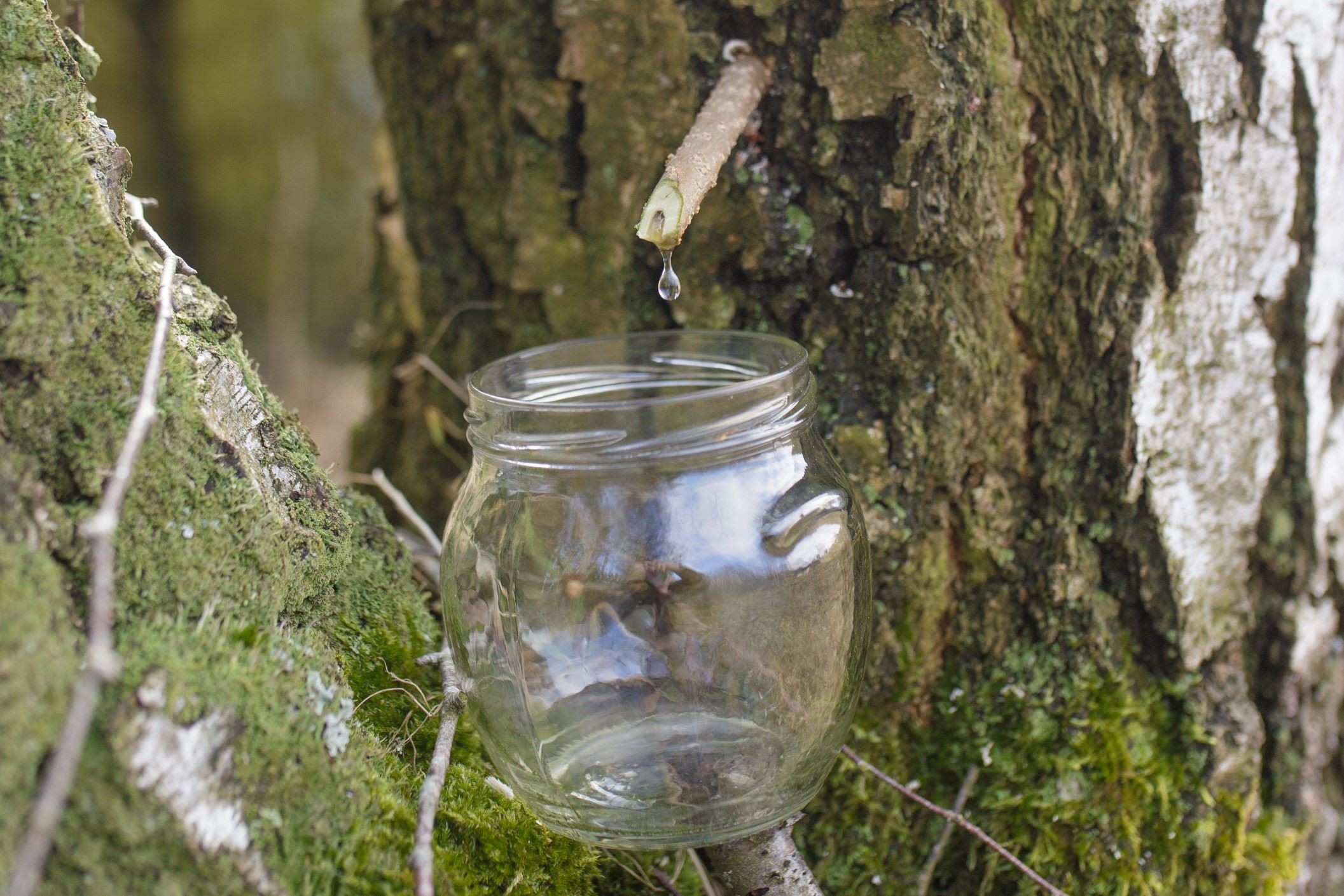 Sok brzozowy kapie do słoika z drewnianej rurki zamocowanej w pniu drzewa.
