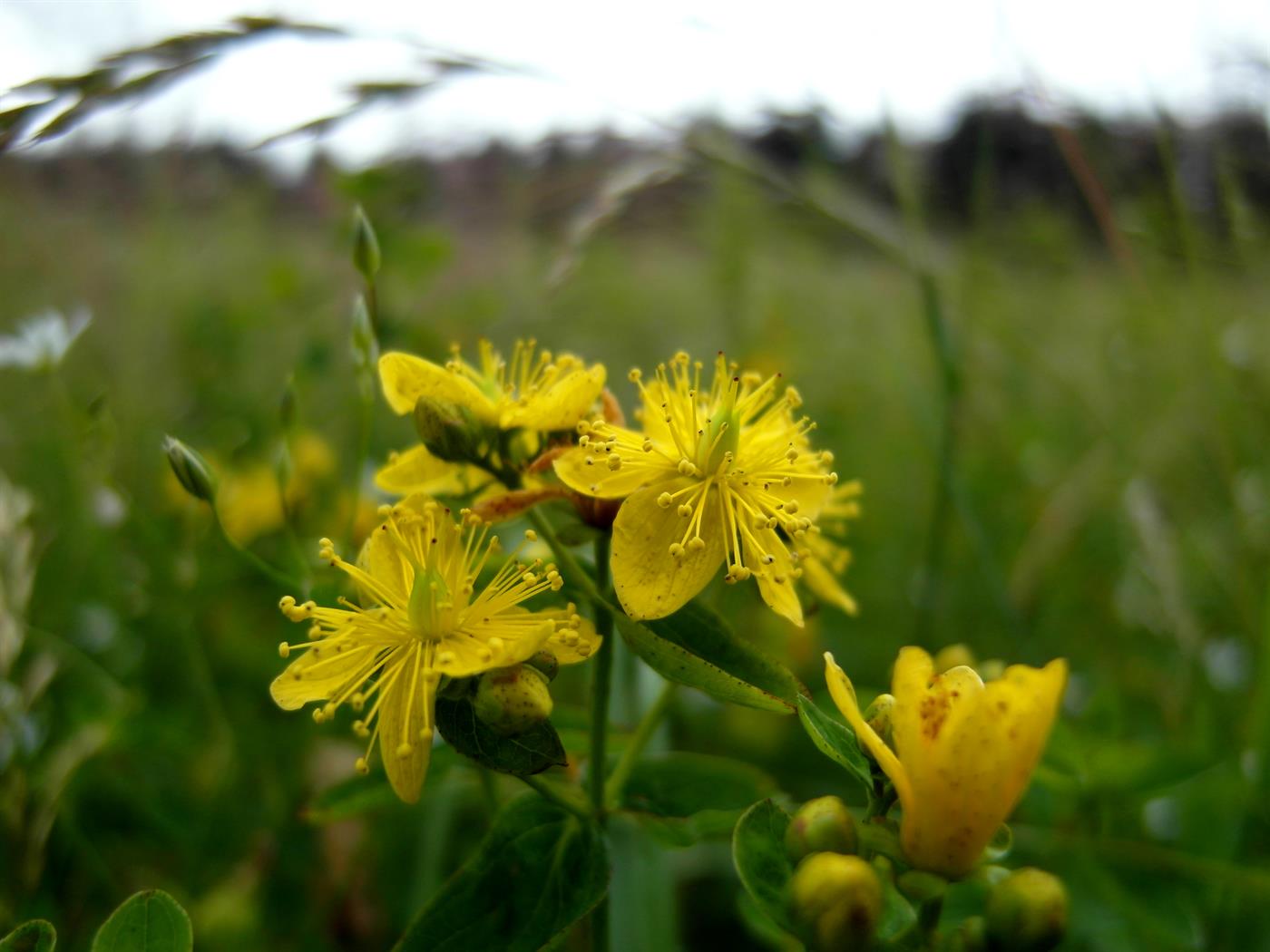 Kwitnący dziurawiec na łące (Hypericum perforatum)