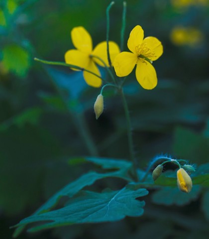 kwitnący glistnik w lesie, żółte kwiaty glistnika