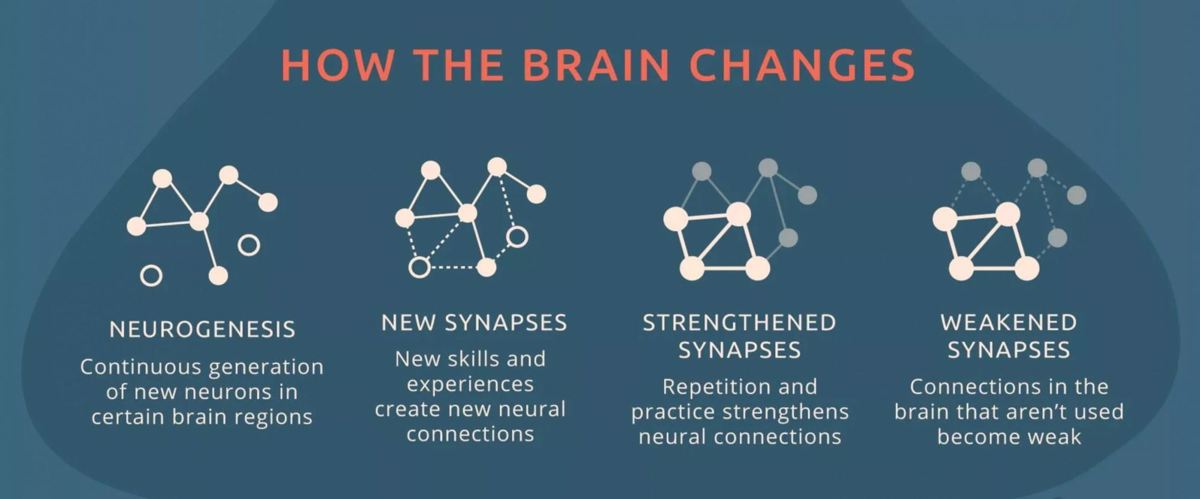 Źródło: https://www.nicabm.com/brain-how-does-neuroplasticity-work/
