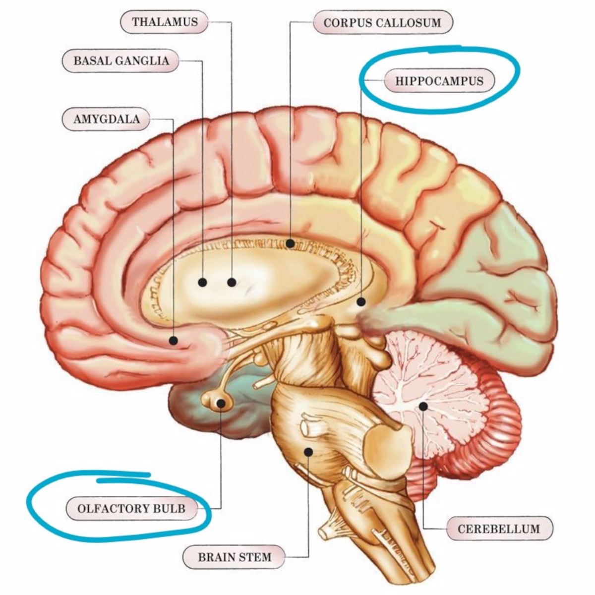 Elementy układu limbicznego mózgu. Na niebiesko oznaczone są miejsca, w których zachodzi neurogeneza, czyli hipokamp i opuszka węchowa. Układ limbiczny odpowiedzialny jest za emocje, motywację i pamięć. Źródło: pinterest.com