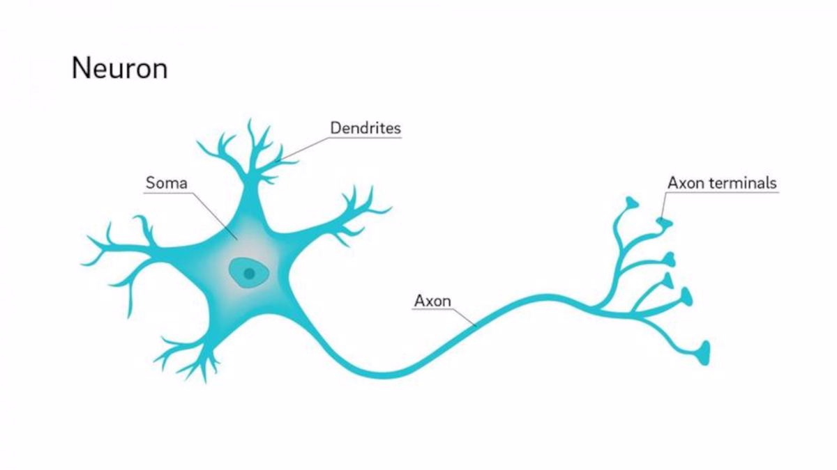 Źródło: https://www.analytica-world.com/en/news/1156404/why-are-neuron-axons-long-and-spindly.html