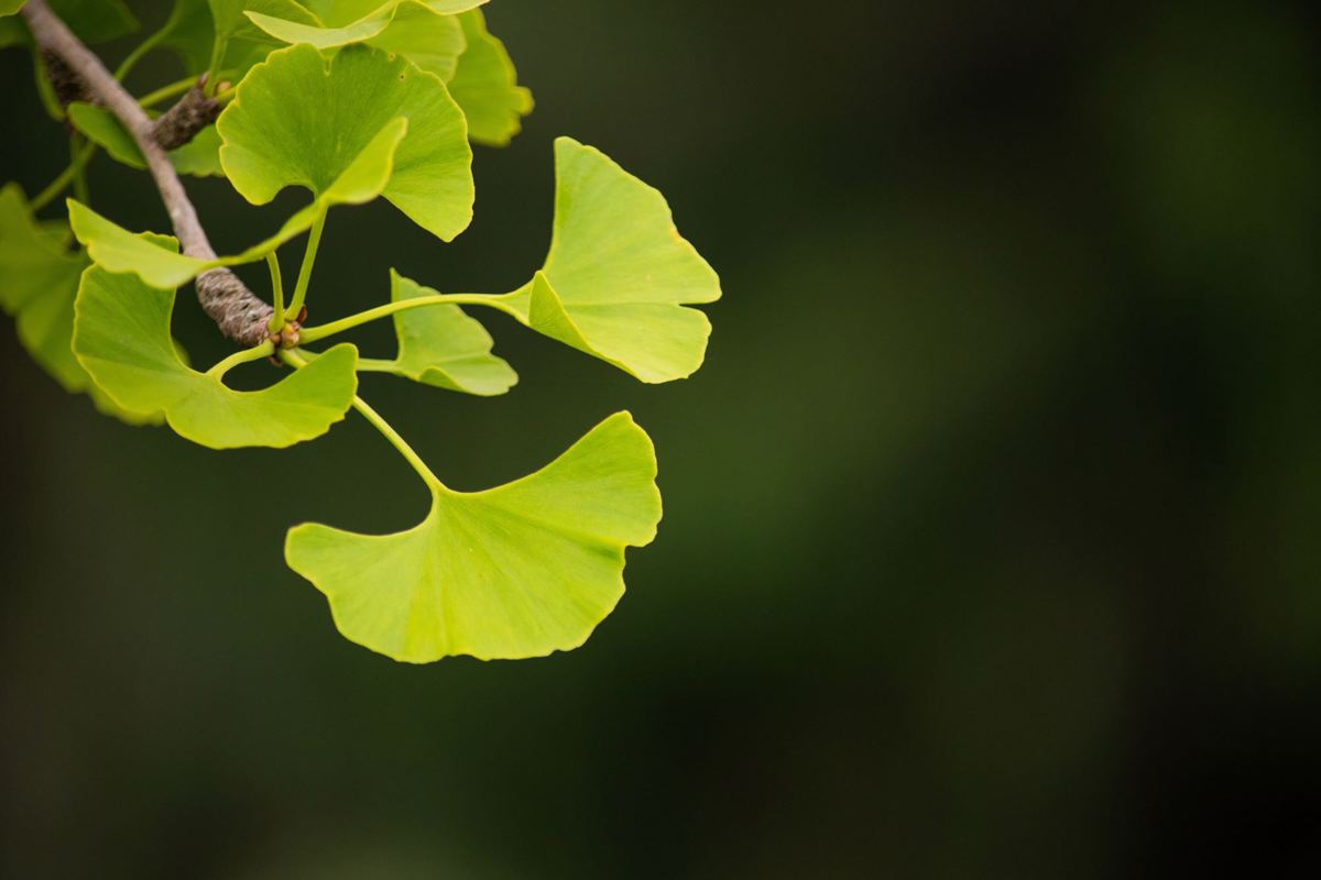 Liście ginkgo