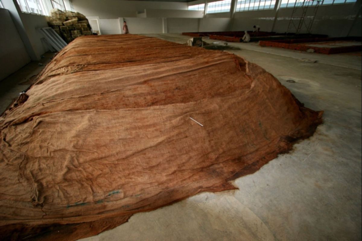 Liście przeznaczone na herbatę pu-erh shu fermentują w stosach przykrytych płachtami. https://www.discoveringtea.com/2010/12/21/some-pu-er-teas-ferment-under-cover/