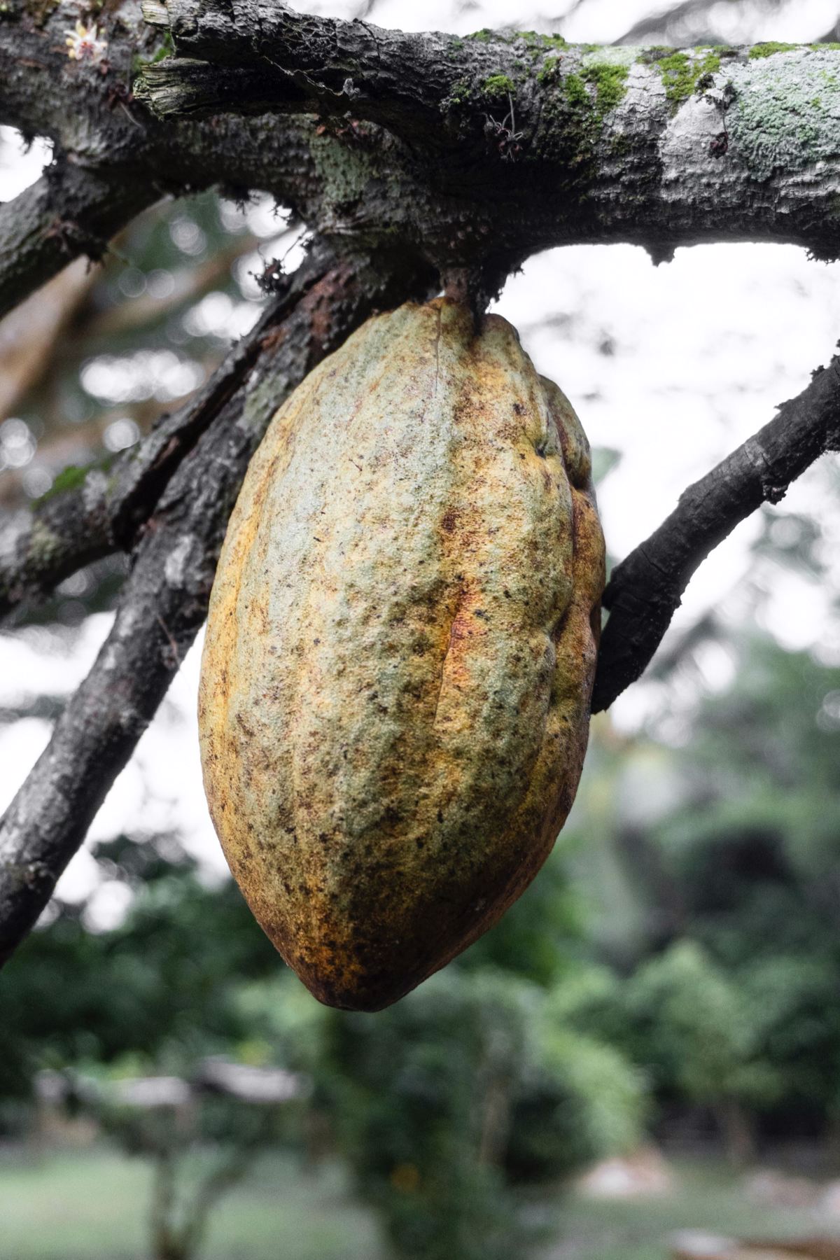Owoc kakaowca