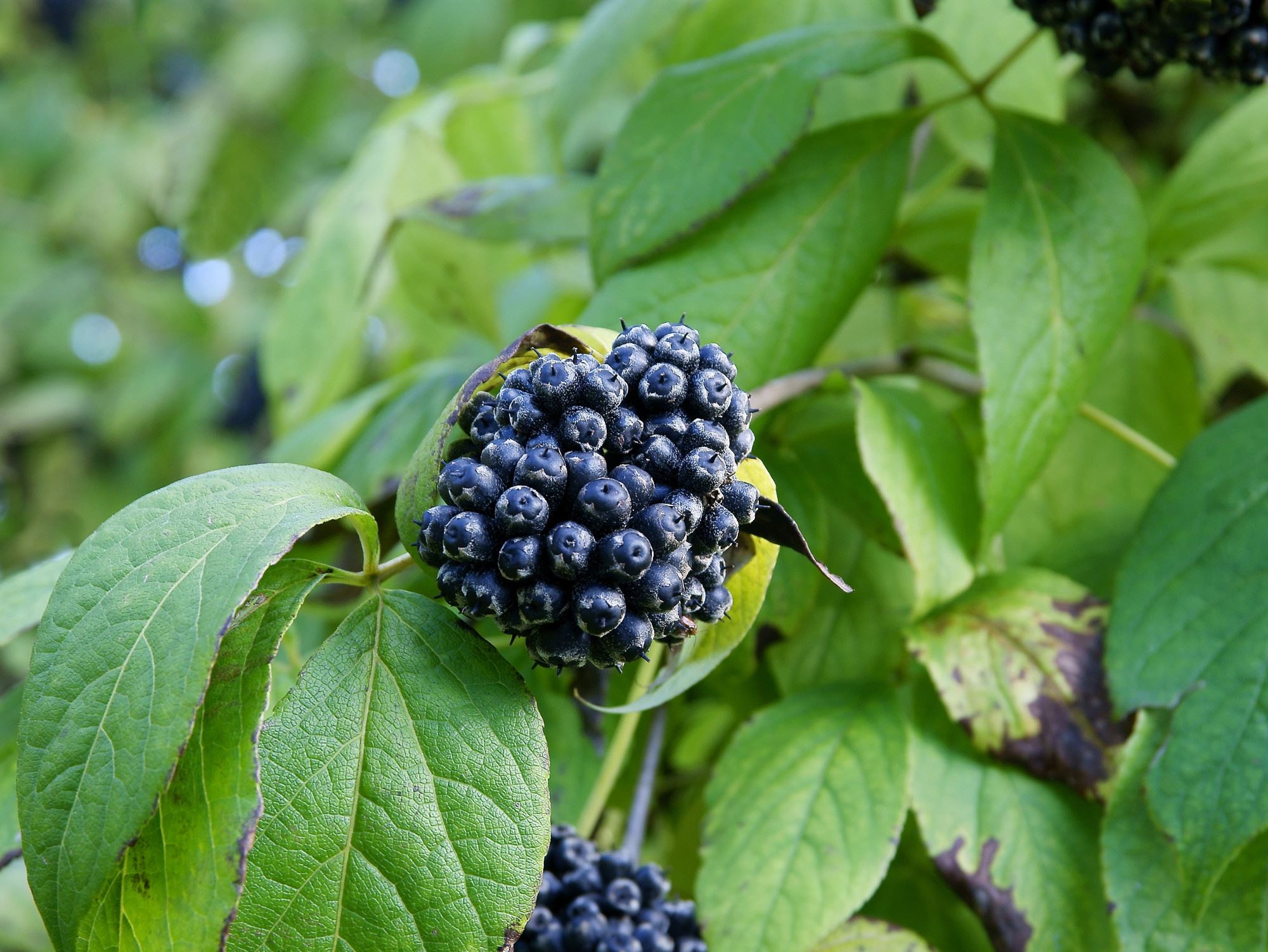 Grono czarnych, małych owoców żeń-szenia syberyjskiego otoczone zielonymi liśćmi.