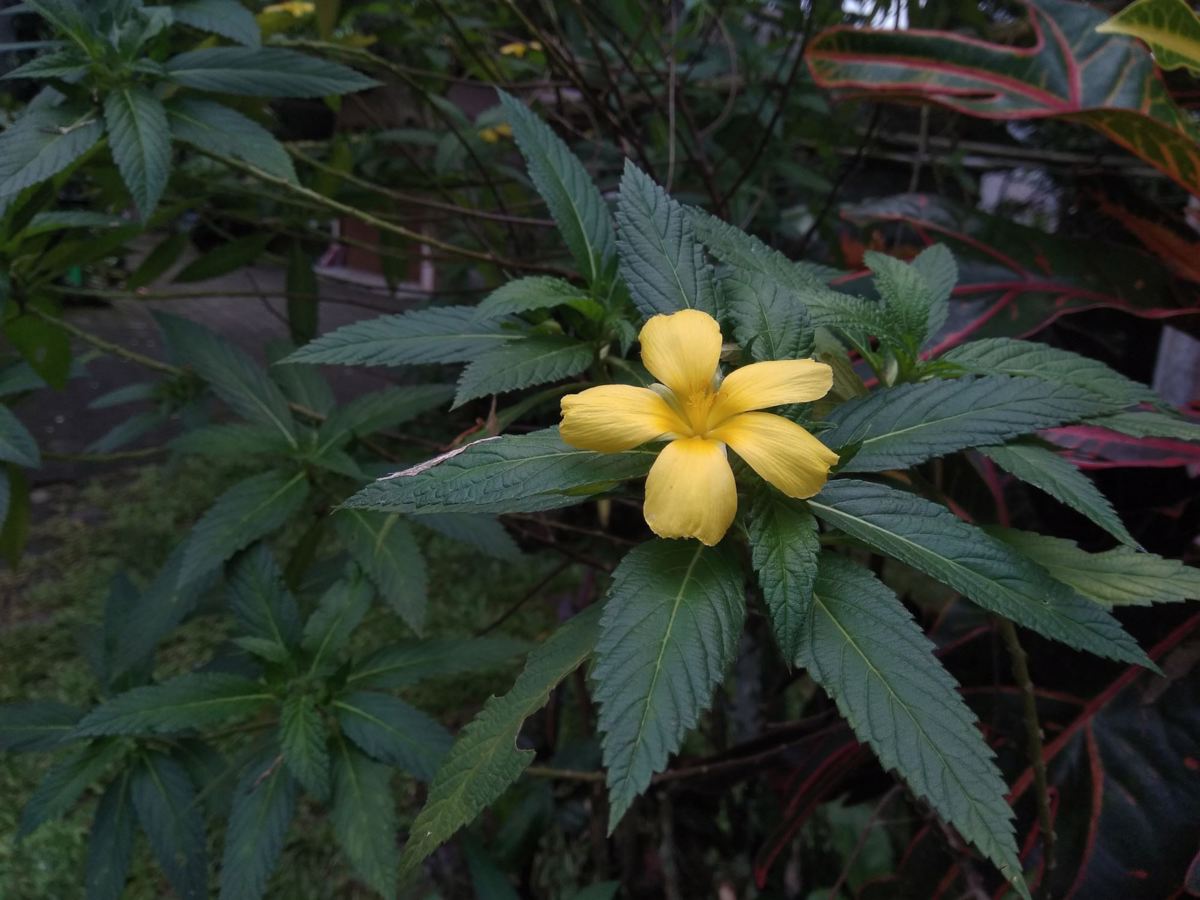 Damiana (Turnera diffusa, T. aphrodisiaca)