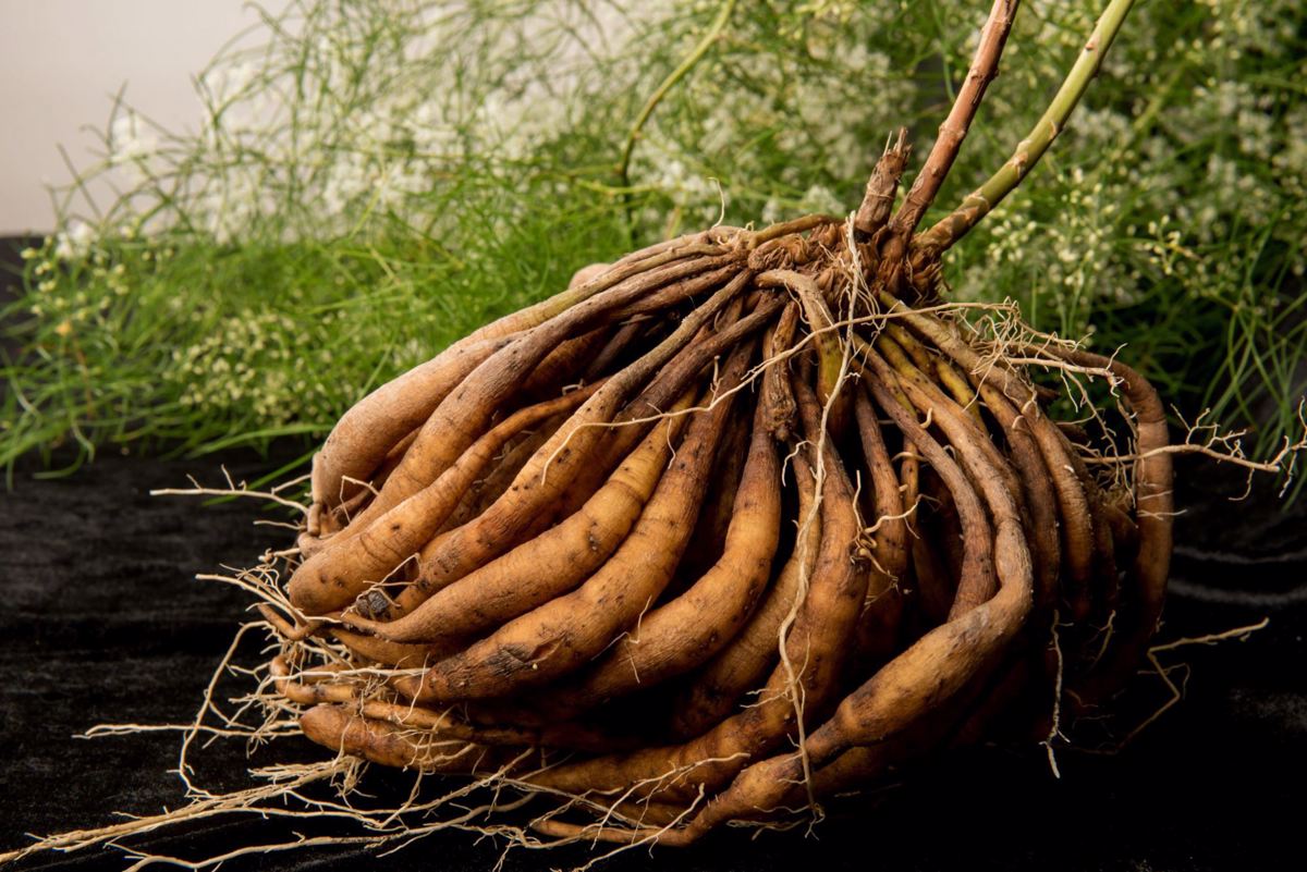 Shatavari (Asparagus racemosus)