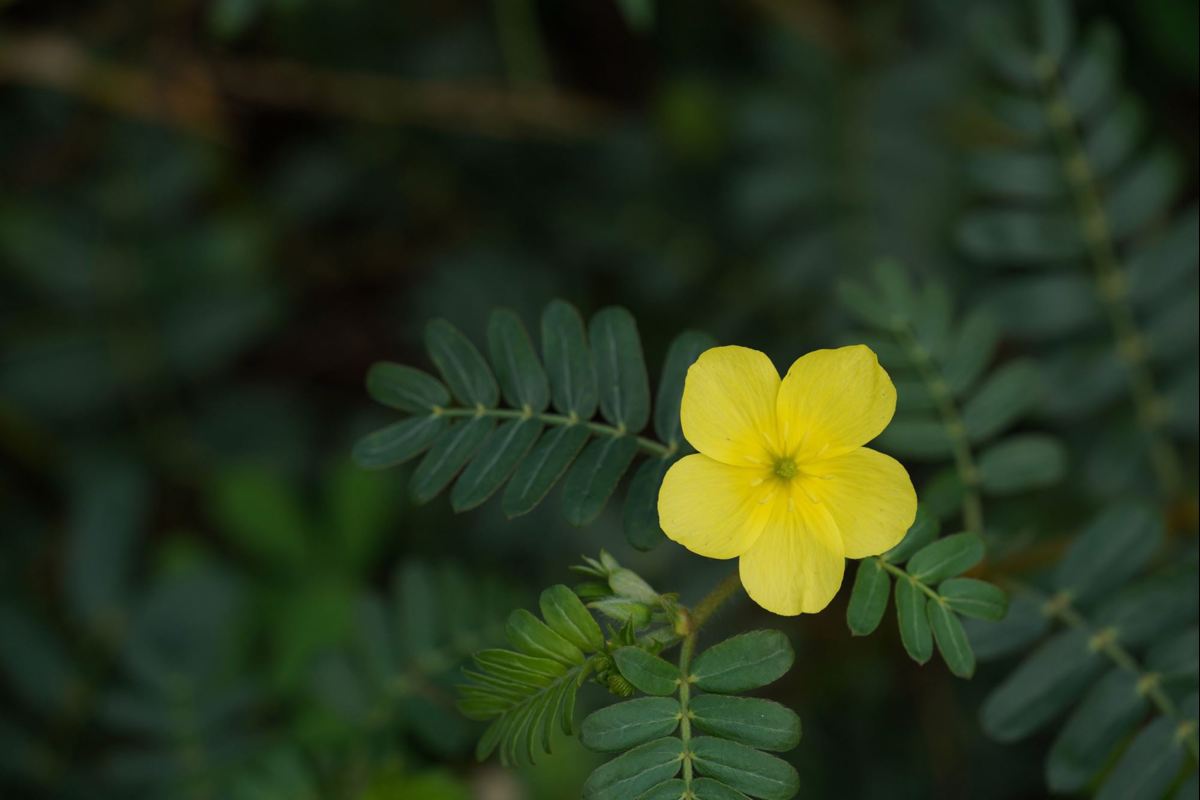 Tribulus terrestris