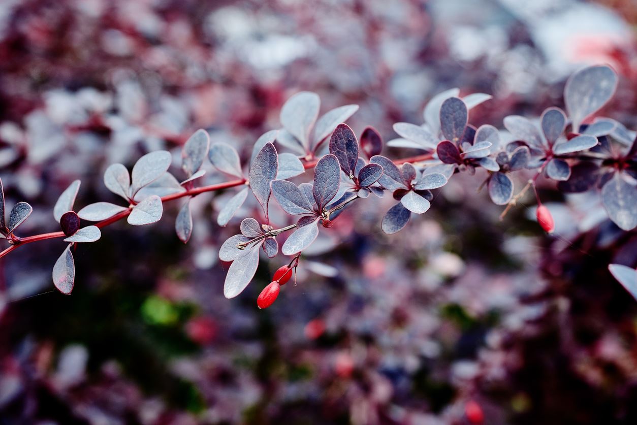 Gałązka berberysu z niewielkimi fioletowymi liśćmi i jaskrawoczerwonymi, owalnymi owocami.
