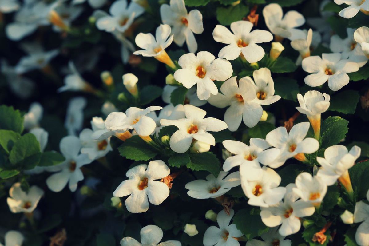 Brahmi, czyli bakopa drobnolistna (Bacopa monnieri)